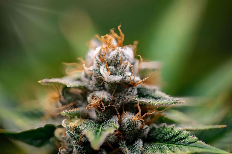 Macro of a frosty cannabis bud