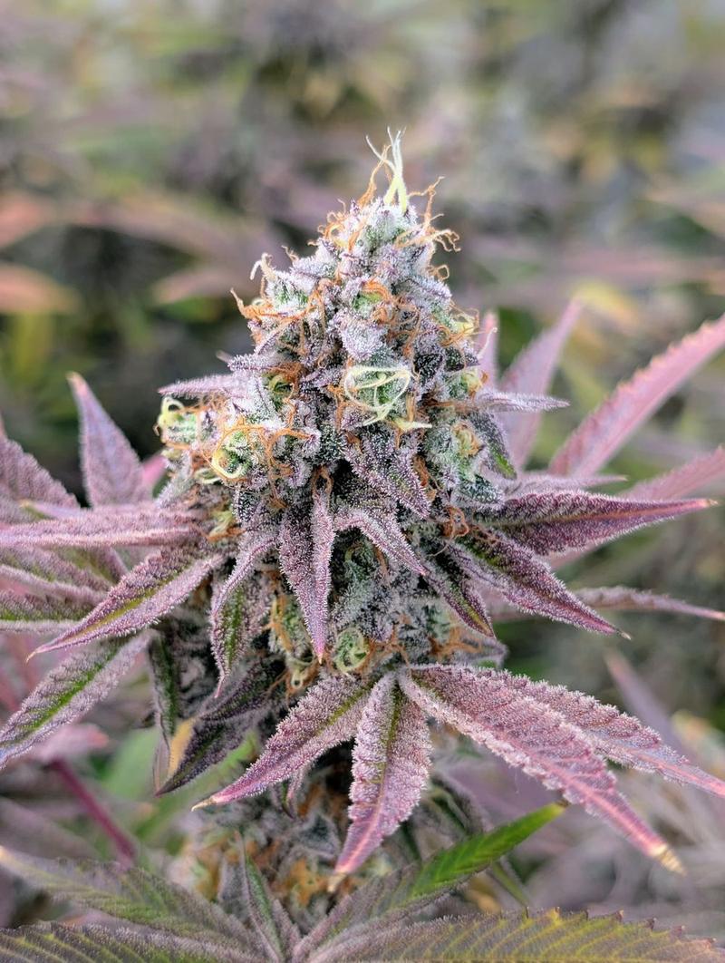 Purple-hued cannabis bud, close up