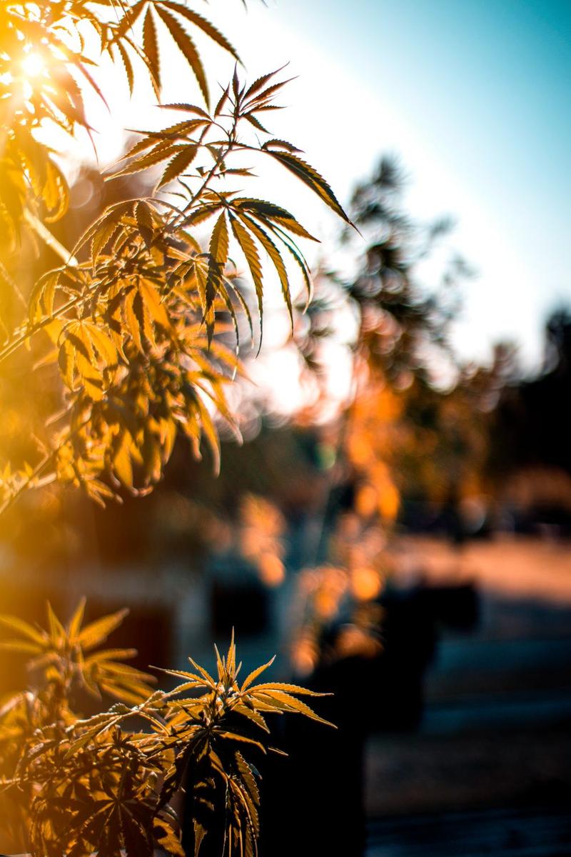 Narrow cannabis leaves lit by golden-hour sun